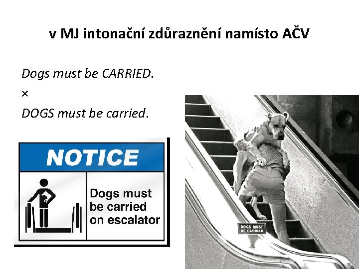 v MJ intonační zdůraznění namísto AČV Dogs must be CARRIED. × DOGS must be