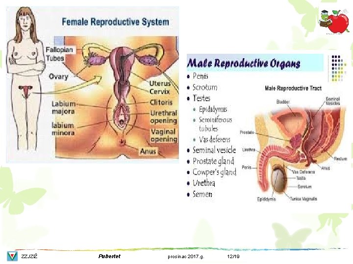 ZZJZIŽ Pubertet prosinac 2017. g. 12/19 