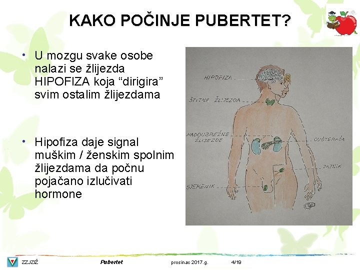 KAKO POČINJE PUBERTET? • U mozgu svake osobe nalazi se žlijezda HIPOFIZA koja “dirigira”