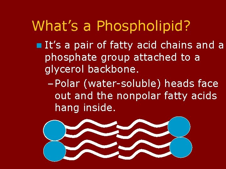What’s a Phospholipid? n It’s a pair of fatty acid chains and a phosphate