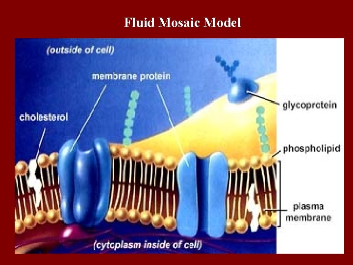 Fluid Mosaic Model 