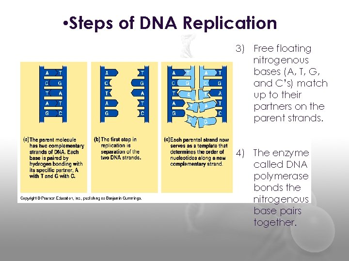 • Steps of DNA Replication 3) Free floating nitrogenous bases (A, T, G,