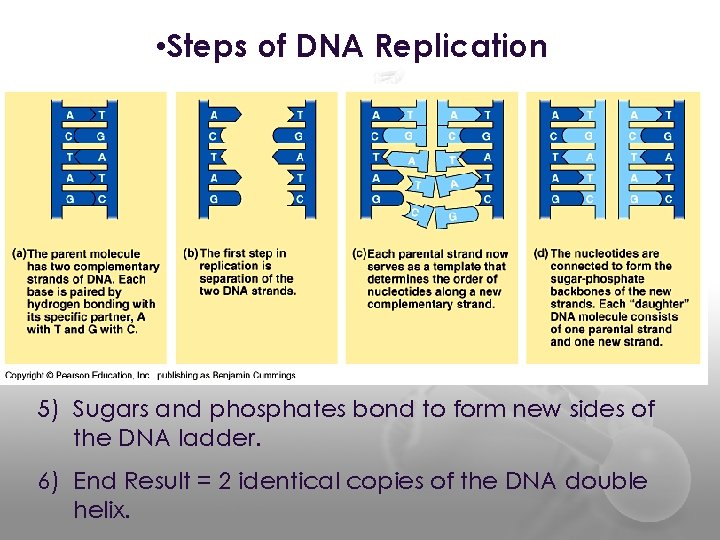  • Steps of DNA Replication 5) Sugars and phosphates bond to form new