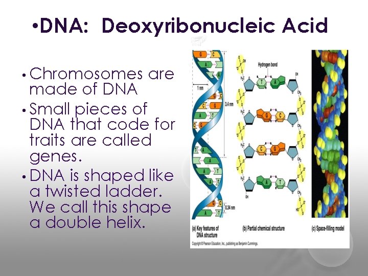  • DNA: Deoxyribonucleic Acid • Chromosomes are made of DNA • Small pieces
