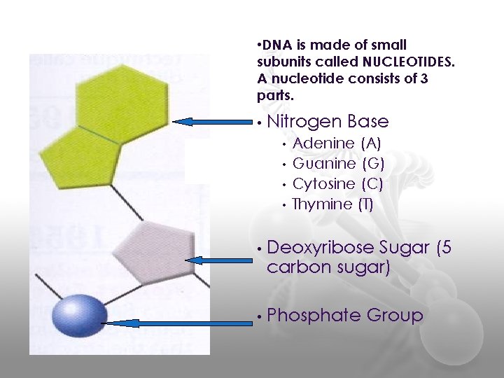  • DNA is made of small subunits called NUCLEOTIDES. A nucleotide consists of