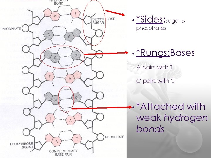  • *Sides: Sugar & phosphates • *Rungs: Bases A pairs with T C