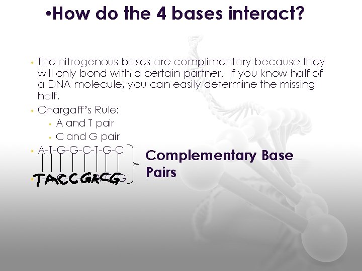  • How do the 4 bases interact? • The nitrogenous bases are complimentary