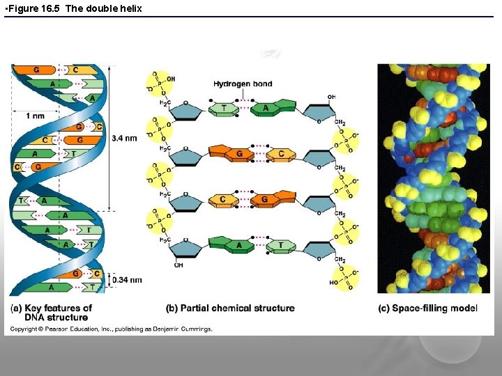  • Figure 16. 5 The double helix 
