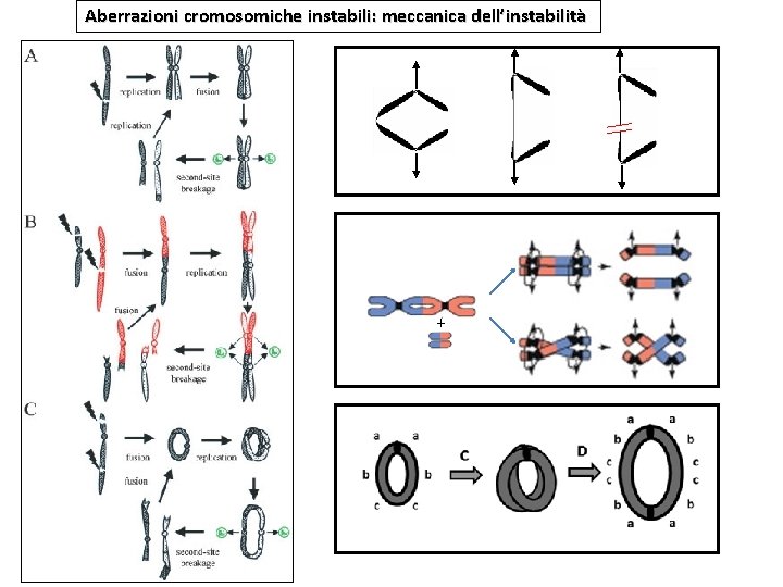 Aberrazioni cromosomiche instabili: meccanica dell’instabilità + 