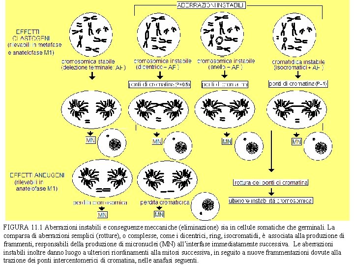 FIGURA 11. 1 Aberrazioni instabili e conseguenze meccaniche (eliminazione) sia in cellule somatiche germinali.