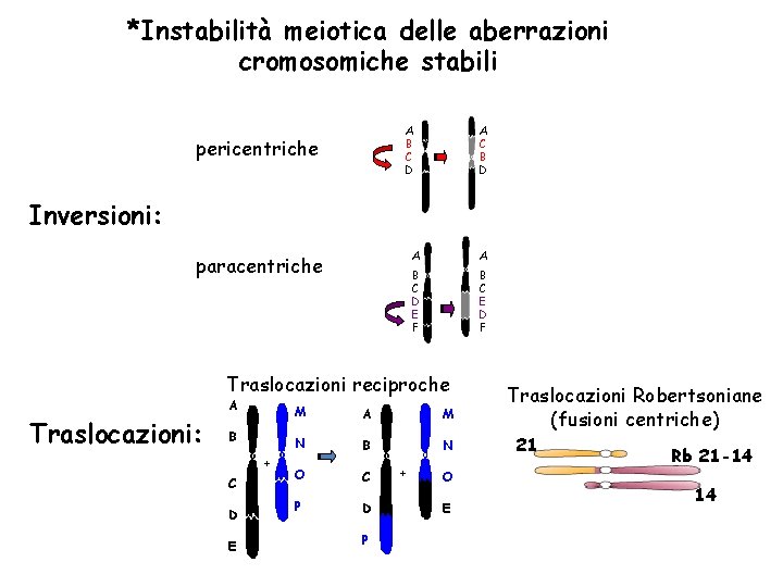 *Instabilità meiotica delle aberrazioni cromosomiche stabili A C B D A B C D