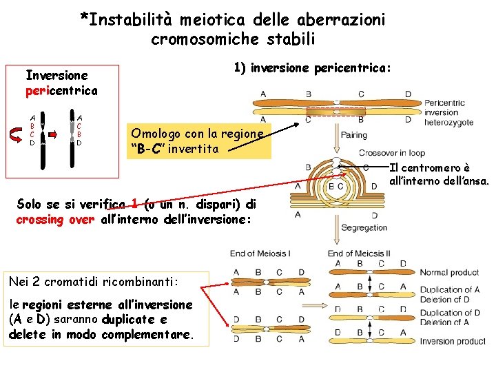 *Instabilità meiotica delle aberrazioni cromosomiche stabili 1) inversione pericentrica: Inversione pericentrica A B C