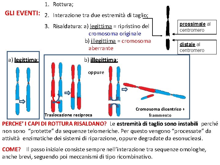 1. Rottura; Rottura GLI EVENTI: 2. Interazione tra due estremità di taglio; 3. Risaldatura: