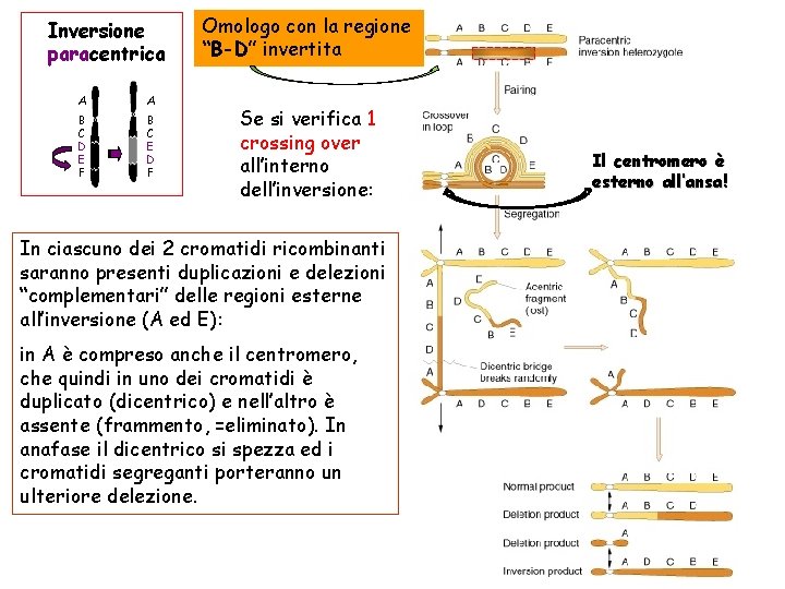 Inversione paracentrica A A B C D E F B C E D F