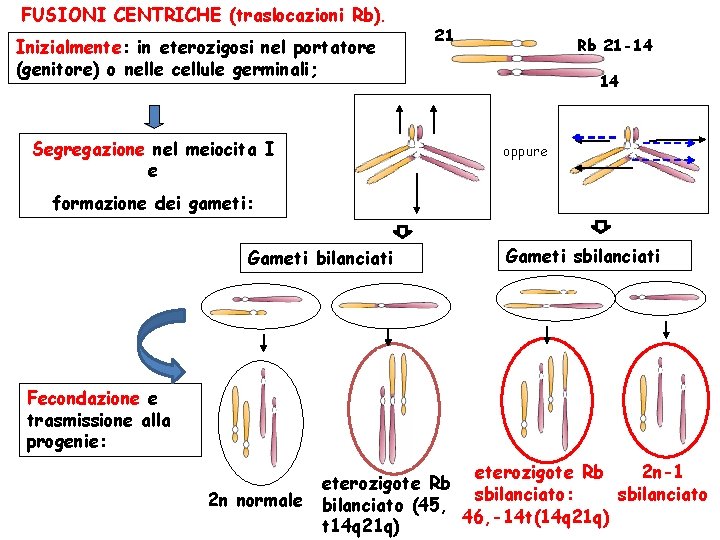 FUSIONI CENTRICHE (traslocazioni Rb). Inizialmente: in eterozigosi nel portatore (genitore) o nelle cellule germinali;