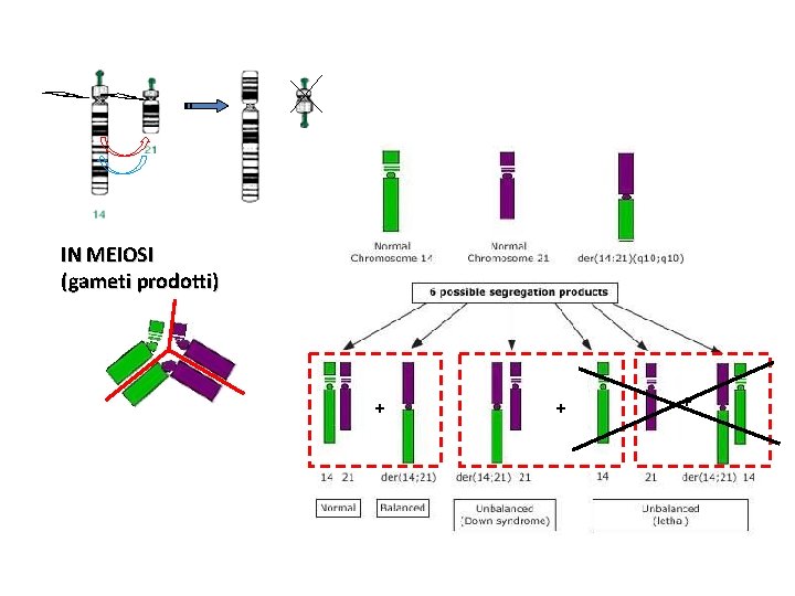 IN MEIOSI (gameti prodotti) + + + 
