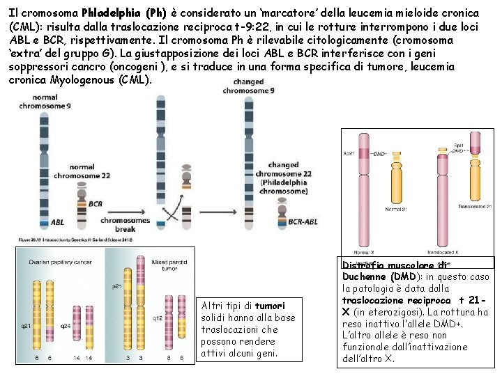 Il cromosoma Phladelphia (Ph) è considerato un ‘marcatore’ della leucemia mieloide cronica (CML): risulta