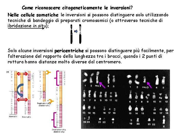 Come riconoscere citogeneticamente le inversioni? Nelle cellule somatiche le inversioni si possono distinguere solo