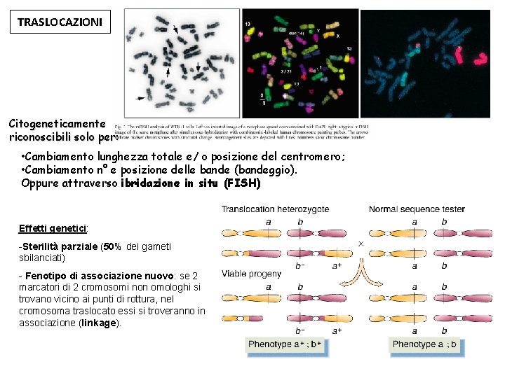 TRASLOCAZIONI Citogeneticamente riconoscibili solo per: • Cambiamento lunghezza totale e/ o posizione del centromero;