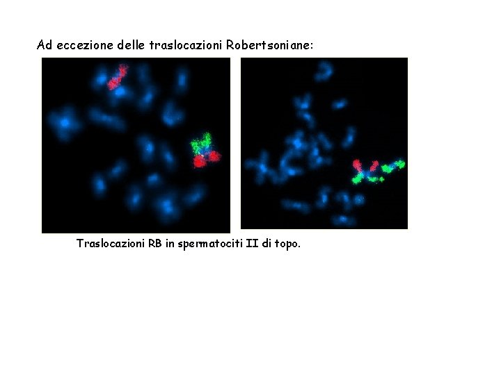 Ad eccezione delle traslocazioni Robertsoniane: Traslocazioni RB in spermatociti II di topo. 