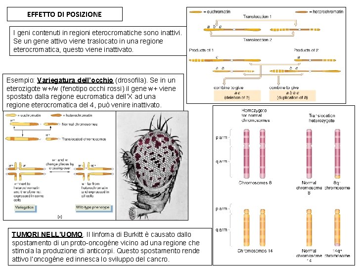 EFFETTO DI POSIZIONE I geni contenuti in regioni eterocromatiche sono inattivi. Se un gene