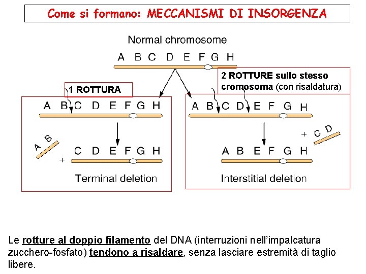 Come si formano: MECCANISMI DI INSORGENZA 1 ROTTURA 2 ROTTURE sullo stesso cromosoma (con