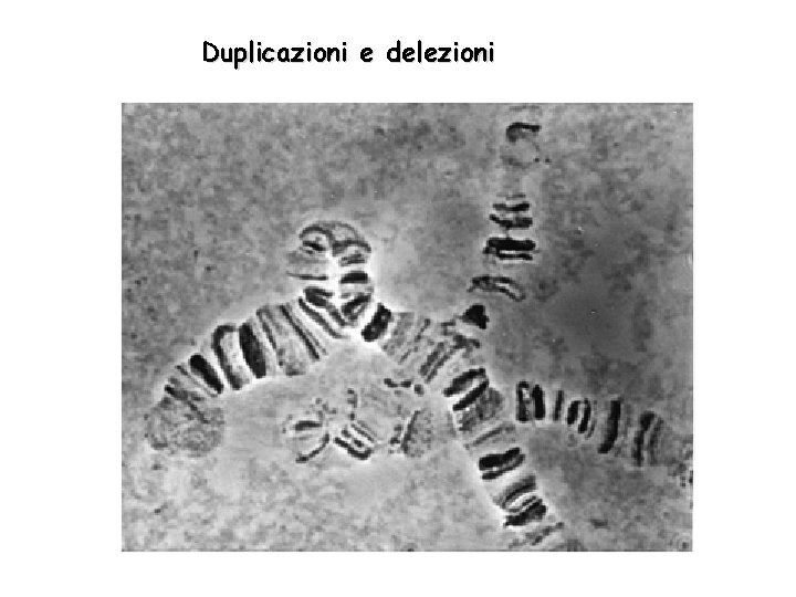 Duplicazioni e delezioni 