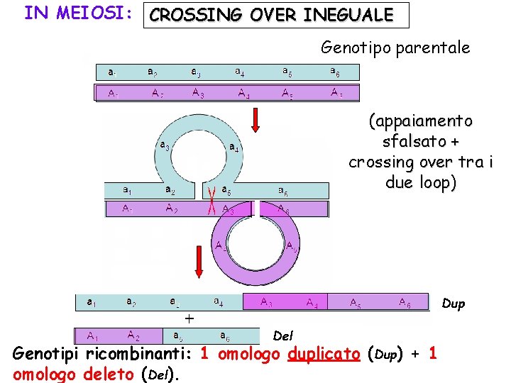 IN MEIOSI: CROSSING OVER INEGUALE Genotipo parentale (appaiamento sfalsato + crossing over tra i