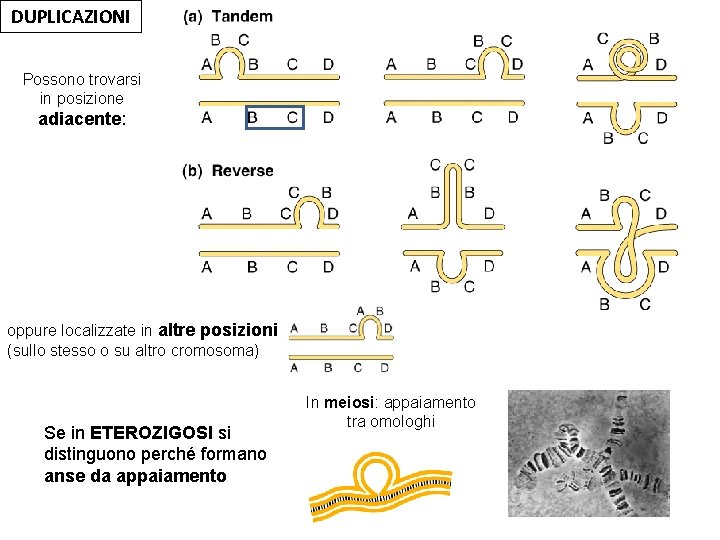 DUPLICAZIONI Possono trovarsi in posizione adiacente: oppure localizzate in altre posizioni (sullo stesso o