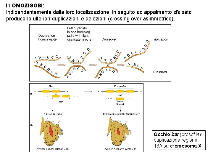 In OMOZIGOSI: indipendentemente dalla loro localizzazione, in seguito ad appaimento sfalsato producono ulteriori duplicazioni