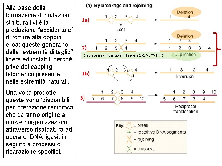 Alla base della formazione di mutazioni strutturali vi è la produzione “accidentale” di rotture