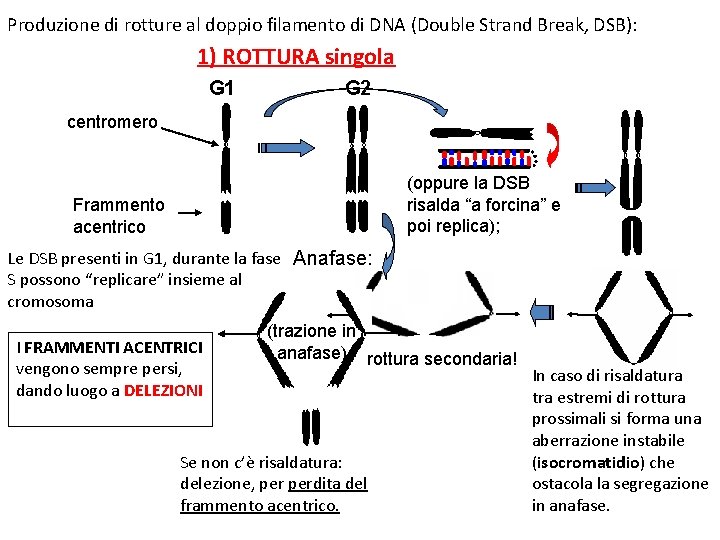 Produzione di rotture al doppio filamento di DNA (Double Strand Break, DSB): 1) ROTTURA