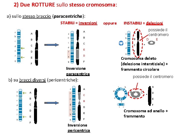 2) Due ROTTURE sullo stesso cromosoma: a) sullo stesso braccio (paracentriche): STABILI = inversioni