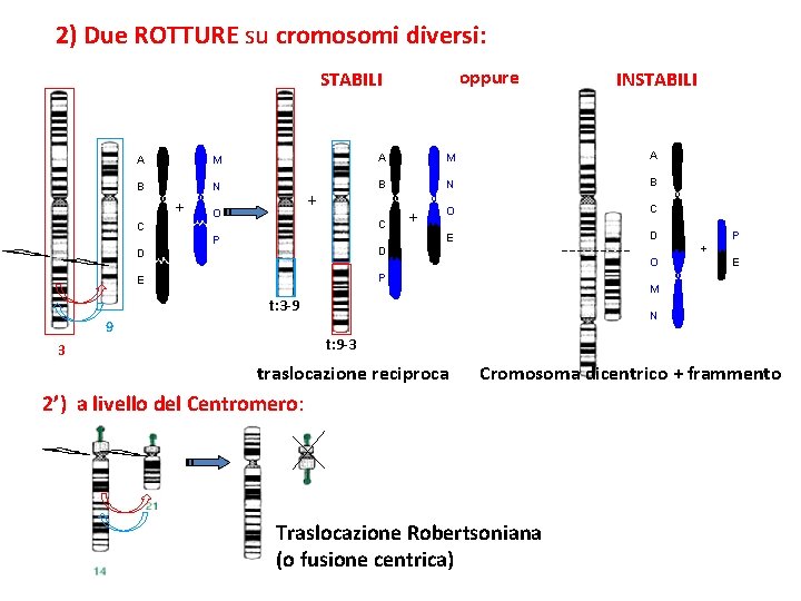 2) Due ROTTURE su cromosomi diversi: oppure STABILI INSTABILI A M A B N