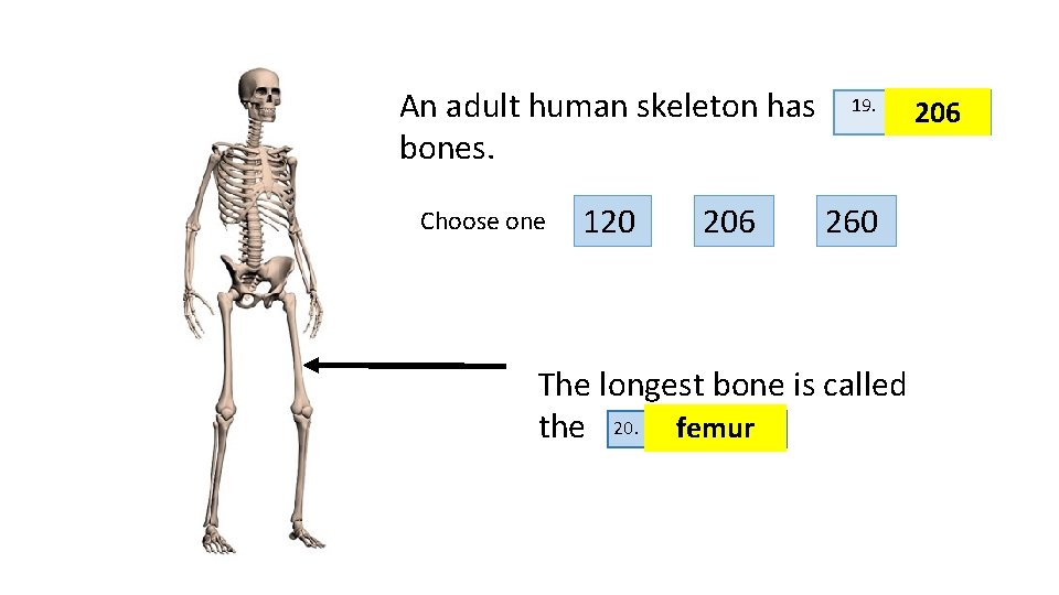 An adult human skeleton has bones. Choose one 120 206 19. 260 The longest