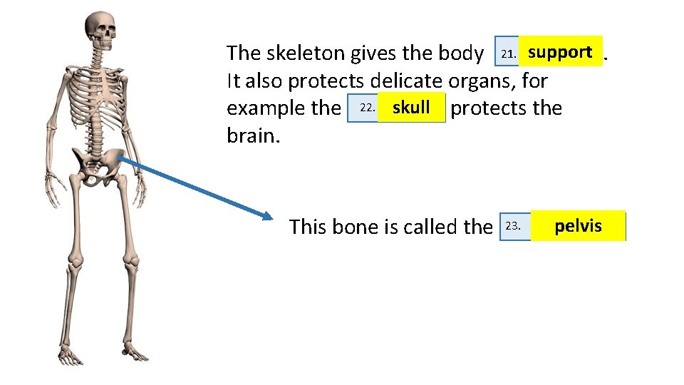 The skeleton gives the body 21. ssupport. It also protects delicate organs, for example