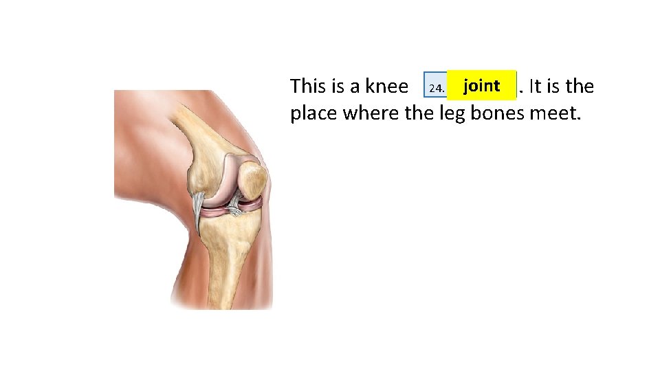 This is a knee 24. J joint. It is the place where the leg