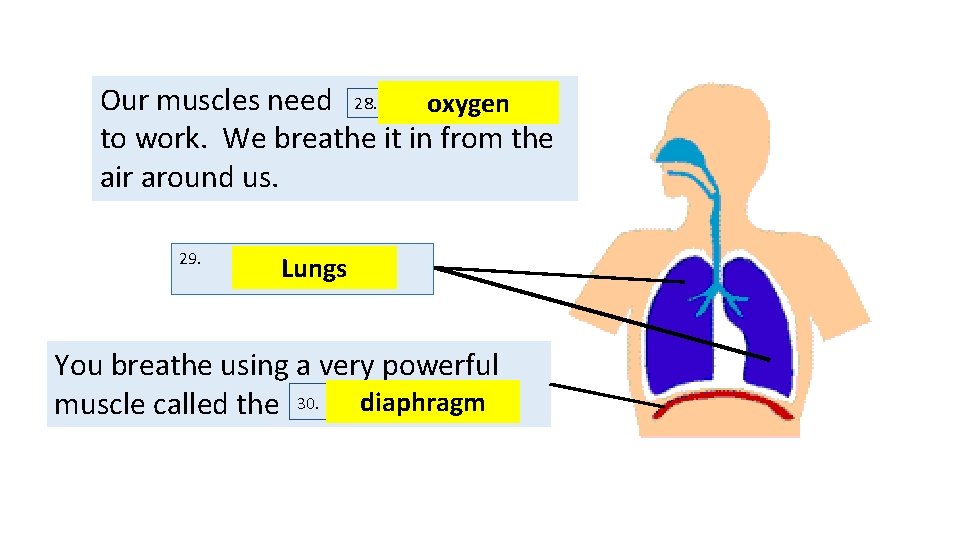 Our muscles need 28. oxygen to work. We breathe it in from the air