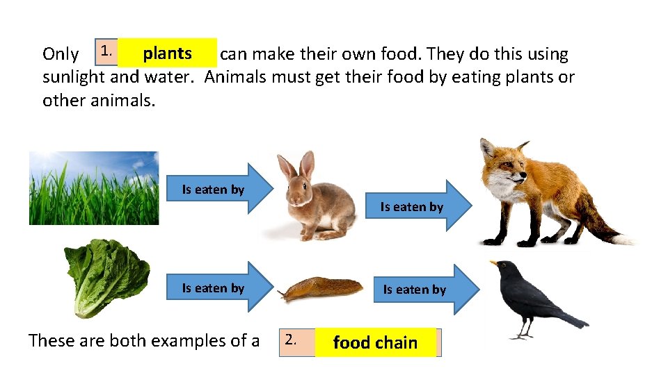 plants can make their own food. They do this using Only 1. sunlight and