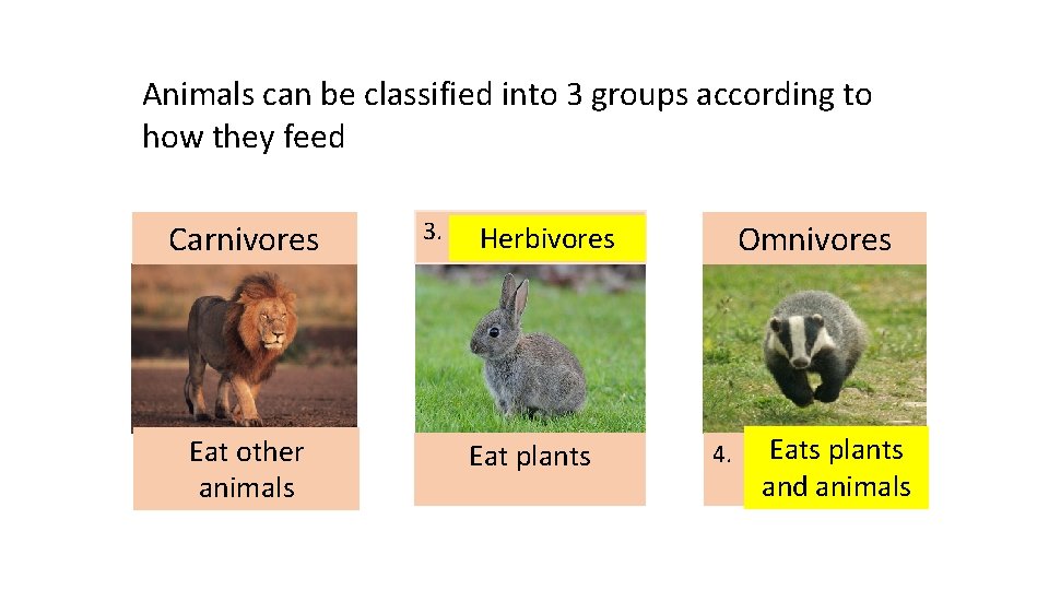 Animals can be classified into 3 groups according to how they feed Carnivores Eat