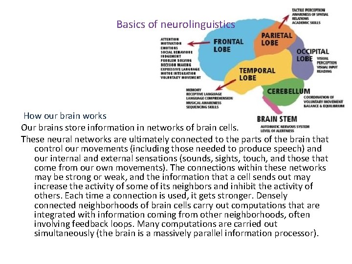 Basics of neurolinguistics How our brain works Our brains store information in networks of
