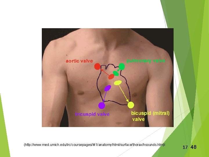 (http: //www. med. umich. edu/lrc/coursepages/M 1/anatomy/html/surface/thorax/hsounds. htm)l 17 48 (http: //www. med. umich. edu/lrc/coursepages/M 1/anatomy/html/surface/thorax/hsounds. htm)l 17 48