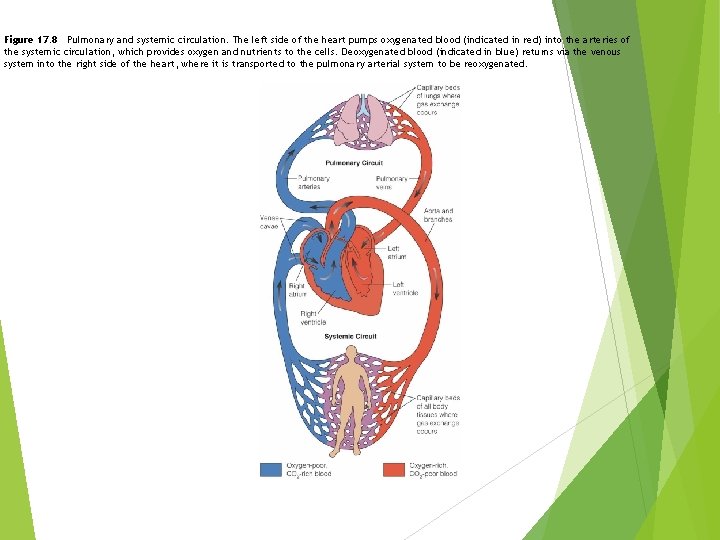 Figure 17. 8 Pulmonary and systemic circulation. The left side of the heart pumps Figure 17. 8 Pulmonary and systemic circulation. The left side of the heart pumps