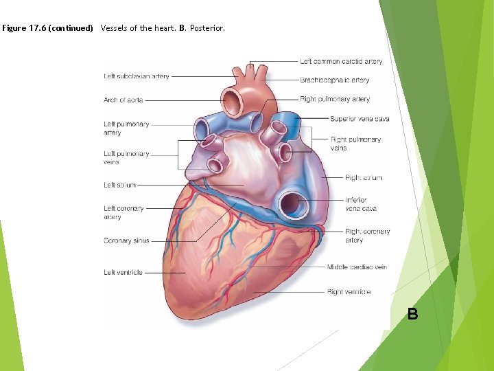 Figure 17. 6 (continued) Vessels of the heart. B. Posterior. B Figure 17. 6 (continued) Vessels of the heart. B. Posterior. B