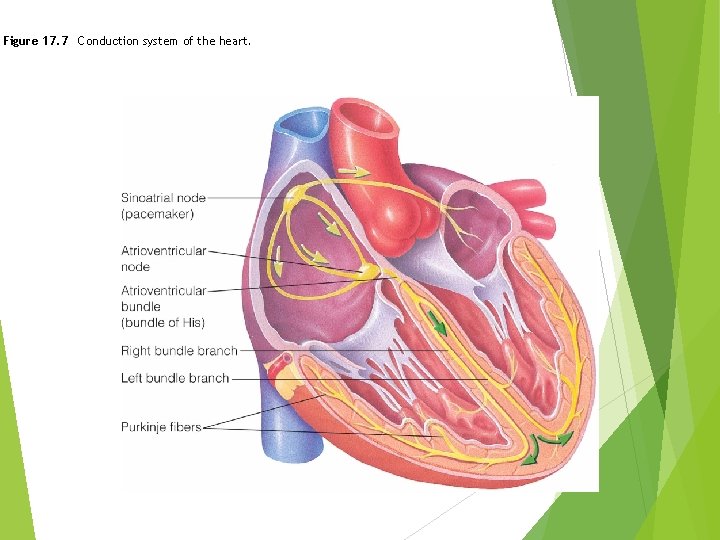 Figure 17. 7 Conduction system of the heart. Figure 17. 7 Conduction system of the heart.