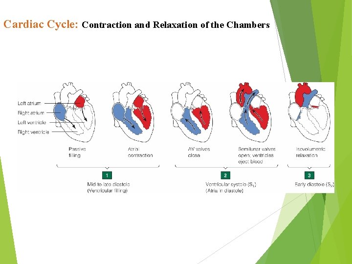 Cardiac Cycle: Contraction and Relaxation of the Chambers Cardiac Cycle: Contraction and Relaxation of the Chambers