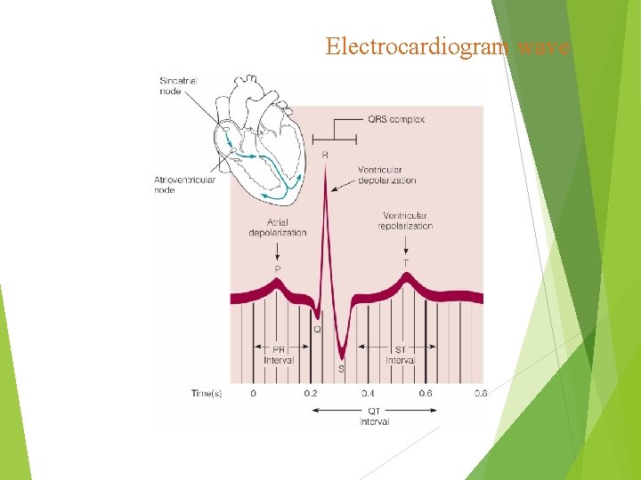 Electrocardiogram wave Electrocardiogram wave