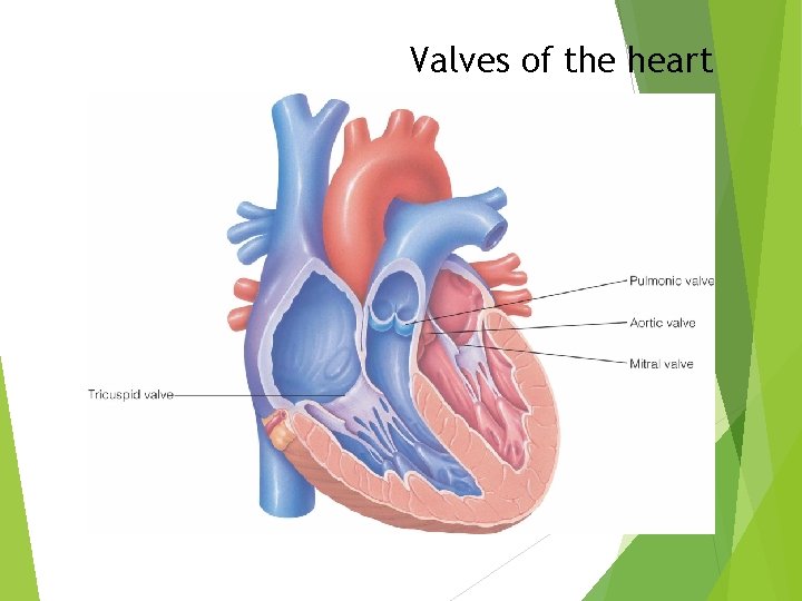 Valves of the heart Valves of the heart