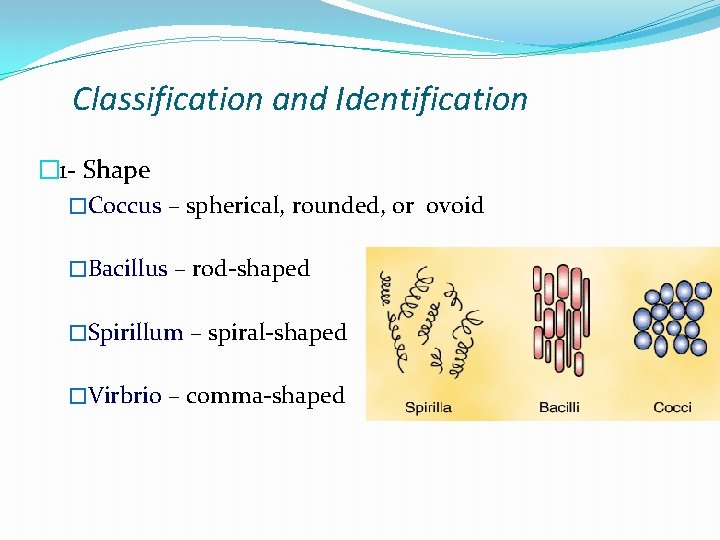 Classification and Identification � 1 - Shape �Coccus – spherical, rounded, or ovoid �Bacillus