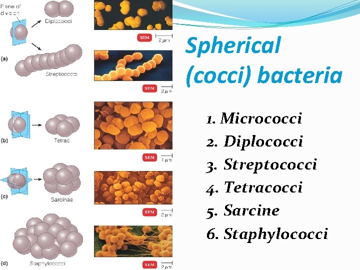 Spherical (cocci) bacteria 1. Micrococci 2. Diplococci 3. Streptococci 4. Tetracocci 5. Sarcine 6.